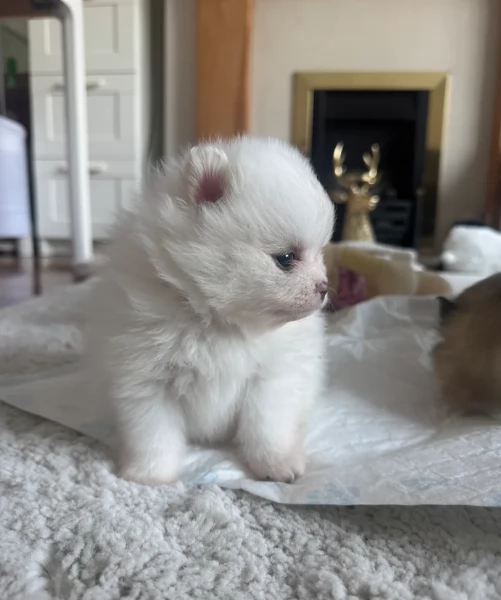 Cuccioli di Pomerania per ladozione | Foto 0