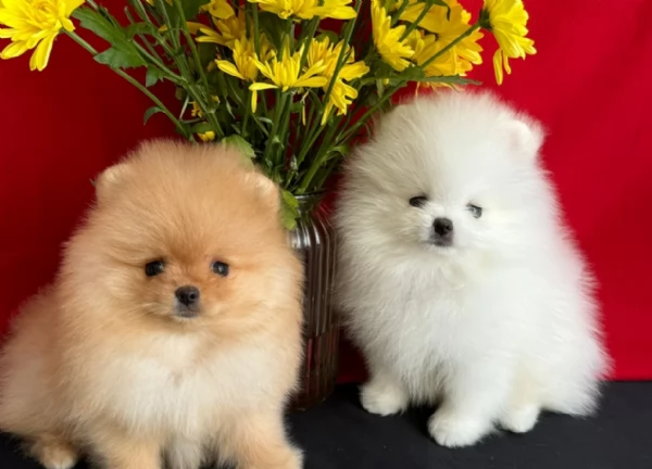 Cuccioli di Pomerania per ladozione | Foto 4