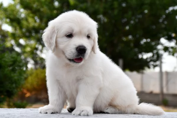 Due cuccioli maschietti di Golden retriever | Foto 0