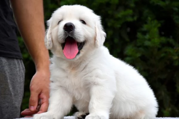 Due cuccioli maschietti di Golden retriever