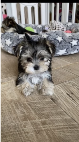 REGALO YORKSHIRE  | Foto 0