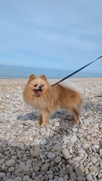 Stallone Spitz tedesco nano (Pomerania) 