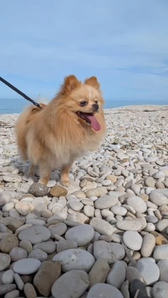 Stallone Spitz tedesco nano (Pomerania)  | Foto 5