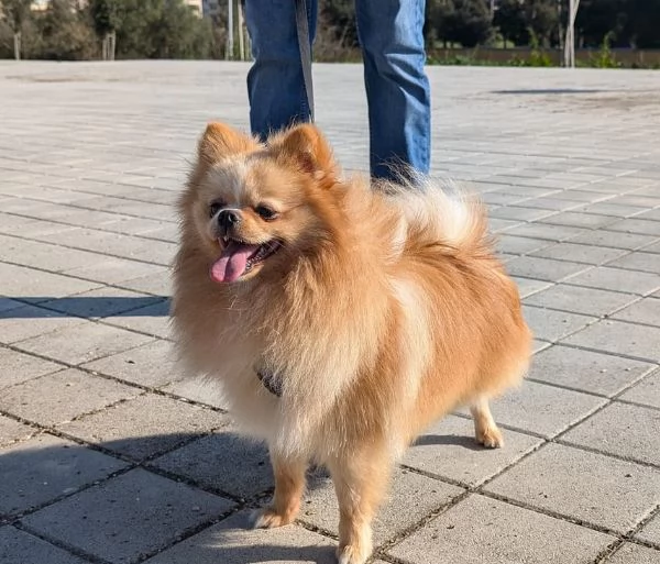 Stallone Spitz tedesco nano (Pomerania)  | Foto 3