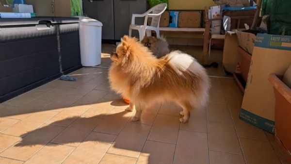 Stallone Spitz tedesco nano (Pomerania)  | Foto 2