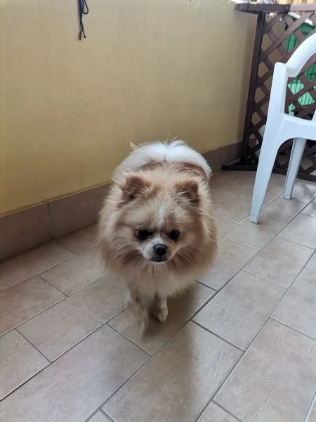 Stallone Spitz tedesco nano (Pomerania)  | Foto 0