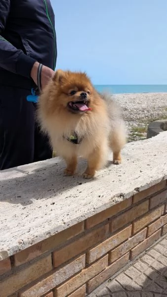 STALLONE SPITZ TEDESCO NANO (POMERANIA). 