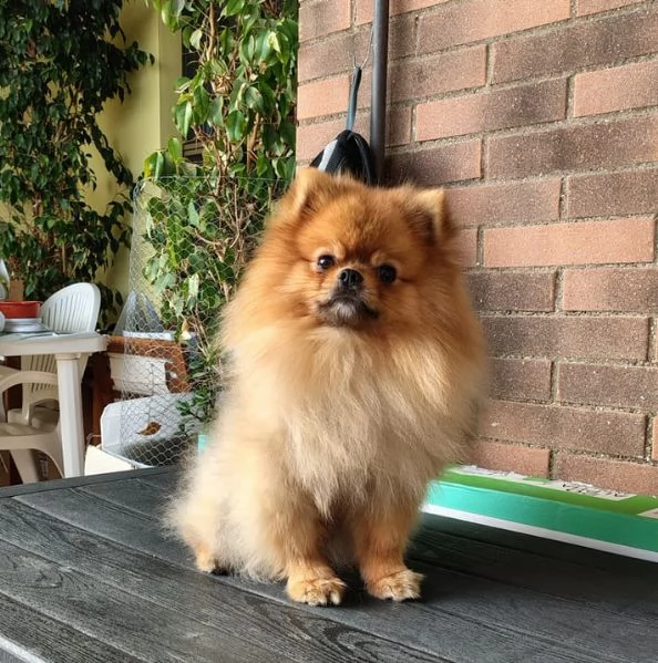STALLONE SPITZ TEDESCO NANO (POMERANIA).  | Foto 7