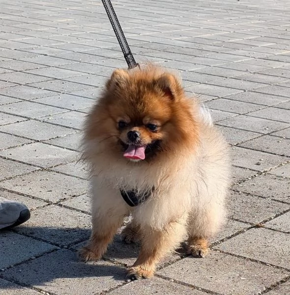 STALLONE SPITZ TEDESCO NANO (POMERANIA).  | Foto 6