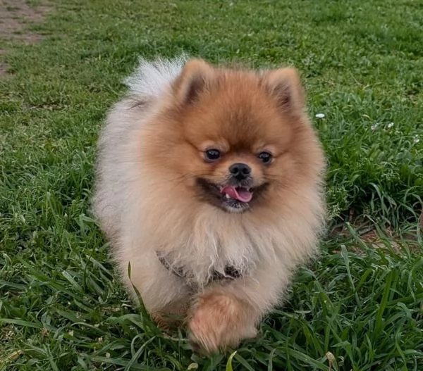 STALLONE SPITZ TEDESCO NANO (POMERANIA).  | Foto 5