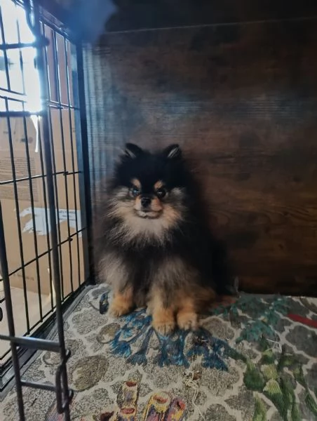 STALLONE SPITZ TEDESCO NANO (POMERANIA). 