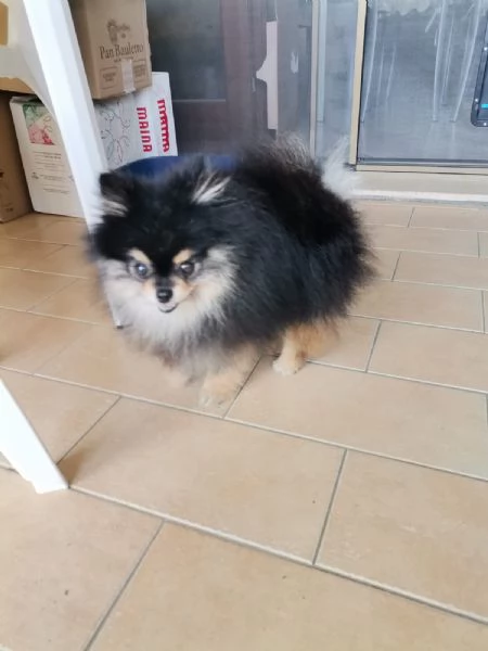 STALLONE SPITZ TEDESCO NANO (POMERANIA).  | Foto 4