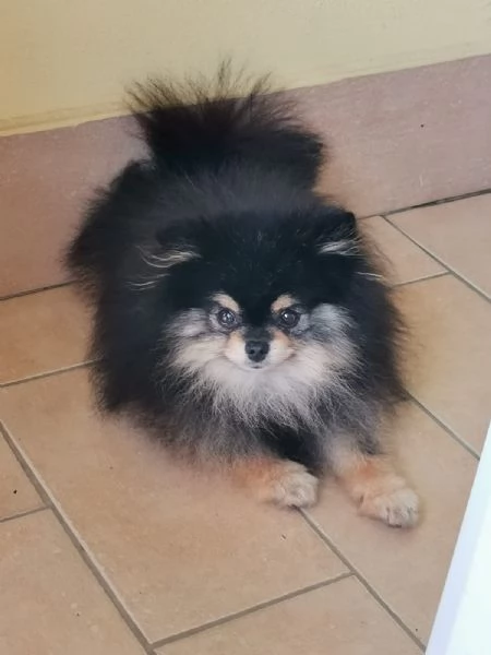 STALLONE SPITZ TEDESCO NANO (POMERANIA).  | Foto 2
