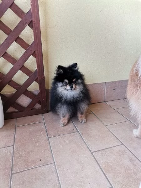 STALLONE SPITZ TEDESCO NANO (POMERANIA).  | Foto 1