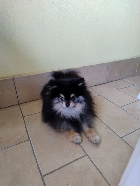 STALLONE SPITZ TEDESCO NANO (POMERANIA).  | Foto 0