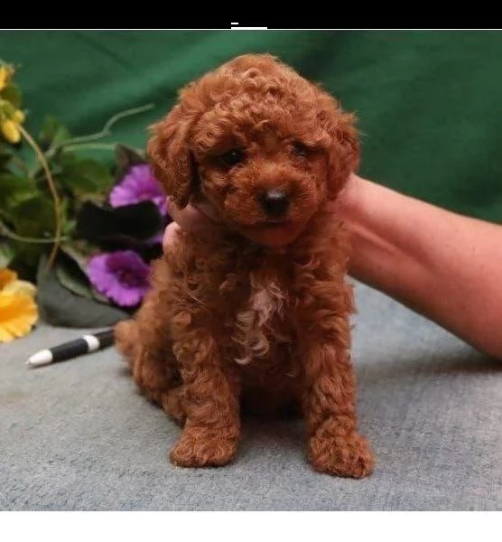 Disponibile per l'adozione uno splendido cucciolo di barboncino toy rosso intenso con pedigree ENCI | Foto 0