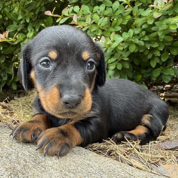  Disponibile per l'adozione uno splendido cucciolo di bassotto nana  intenso con pedigree ENCI | Foto 1