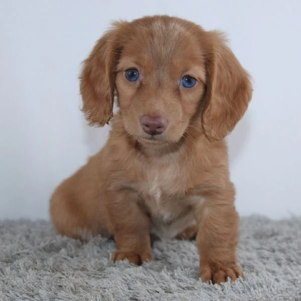  Disponibile per l'adozione uno splendido cucciolo di bassotto nana  intenso con pedigree ENCI | Foto 0