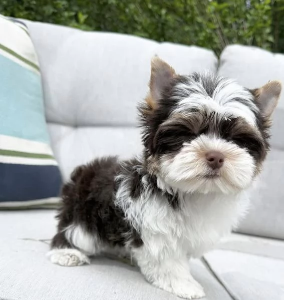 Dolce Disponibile per l'adozione uno splendido cucciolo di yorkie intenso con pedigree ENCI