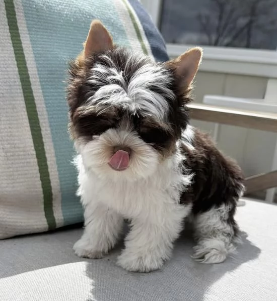 Dolce Disponibile per l'adozione uno splendido cucciolo di yorkie intenso con pedigree ENCI | Foto 0