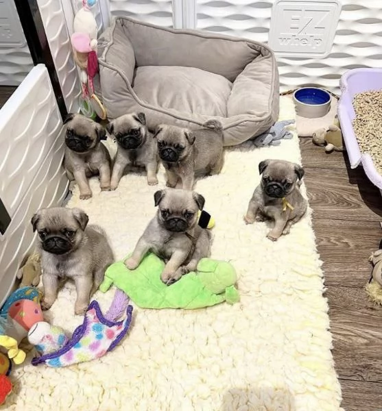 Dolce Disponibile per l'adozione uno splendido cucciolo di carlino  intenso con pedigree ENCI