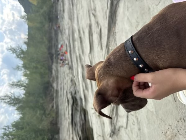 Cucciolo Pitbull e Amstaff