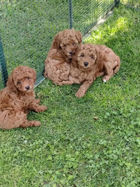 Vendo cuccioli di barboncino toy 