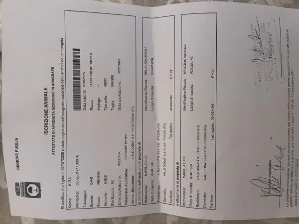 Labrador femmina  | Foto 5