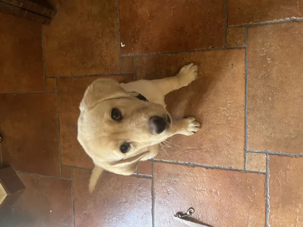 Labrador femmina  | Foto 4