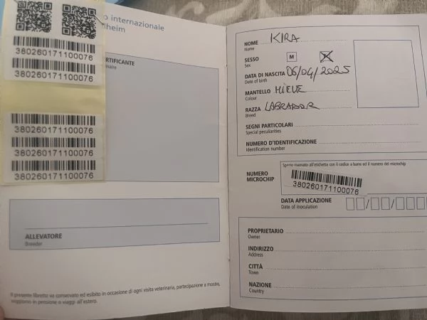 Labrador femmina  | Foto 3