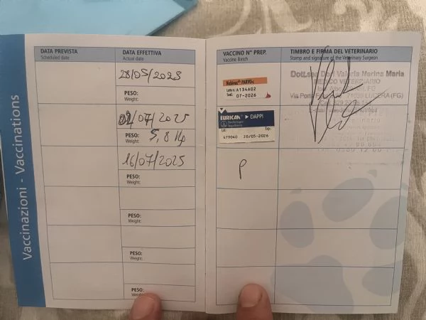 Labrador femmina  | Foto 2