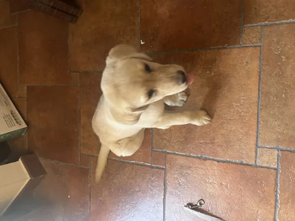 Labrador femmina  | Foto 1