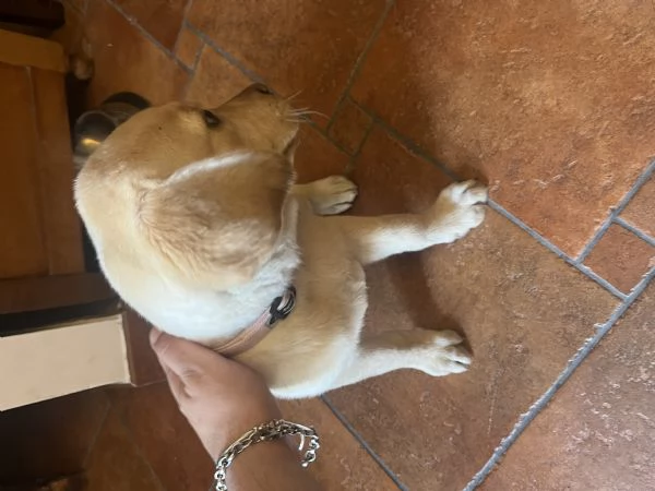Labrador femmina  | Foto 0