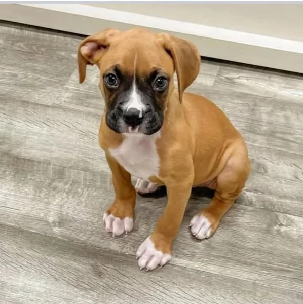 Offerta di adozione maschio e femmina.  BOXER  | Foto 0