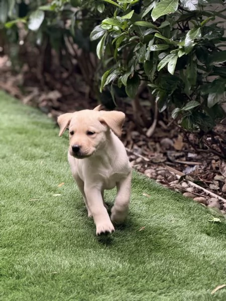Cuccioli labrador