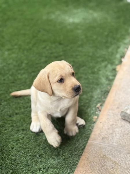 Cuccioli labrador | Foto 4