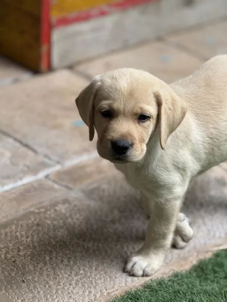 Cuccioli labrador | Foto 3