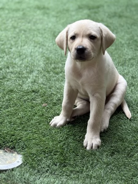 Cuccioli labrador | Foto 2