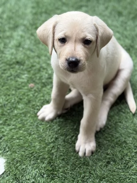 Cuccioli labrador | Foto 1