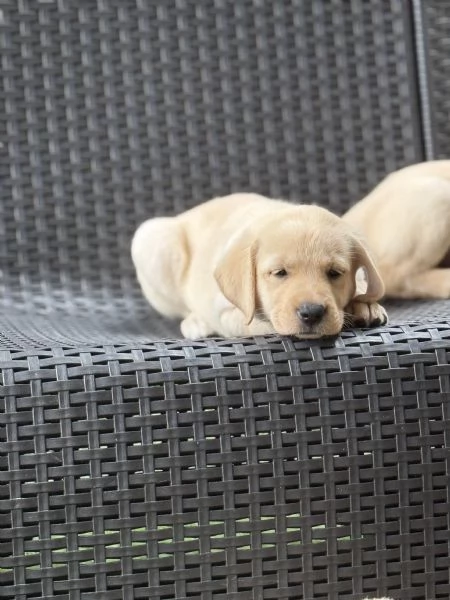 Cuccioli labrador | Foto 0