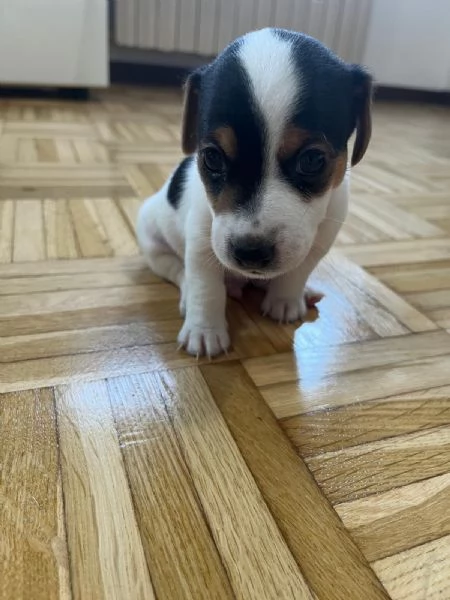 Cuccioli di jack Russel 