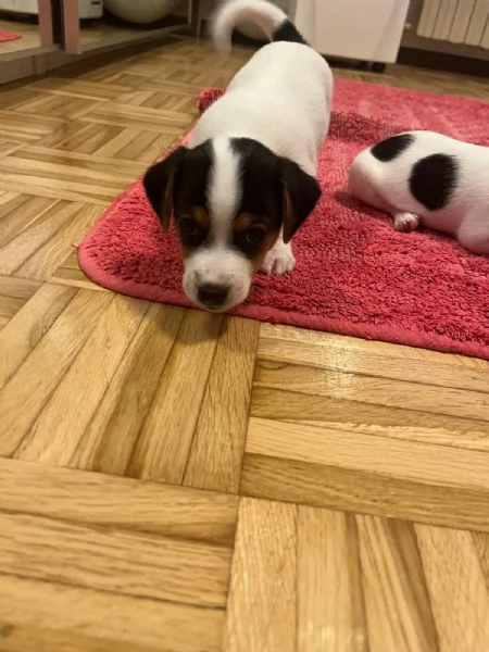 Cuccioli di jack Russel  | Foto 4