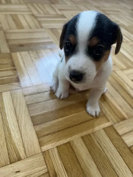 Cuccioli di jack Russel  | Foto 3