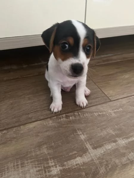 Cuccioli di jack Russel  | Foto 2