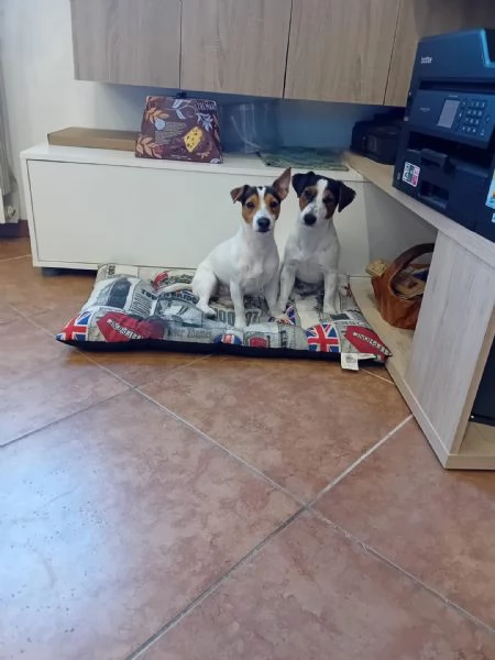 Cuccioli di jack Russel  | Foto 1