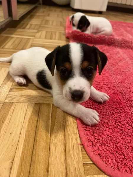 Cuccioli di jack Russel  | Foto 0