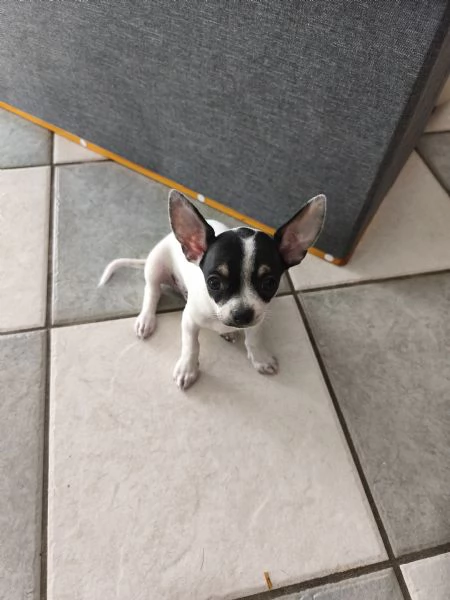 Cuccioli di Chiwawa  | Foto 6