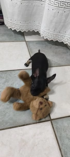 Cuccioli di Chiwawa  | Foto 3