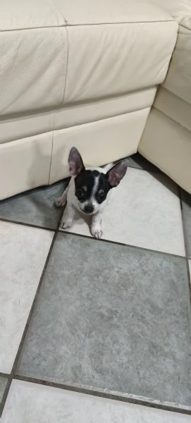 Cuccioli di Chiwawa  | Foto 2