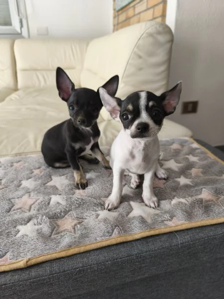 Cuccioli di Chiwawa  | Foto 1
